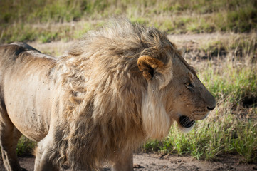 Lion in the savanna of Africa