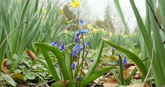Scilla bifolia ((alpine squill or two-leaf squill) zoom