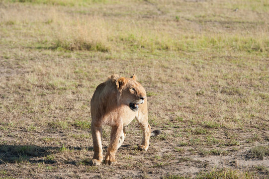 Lion in the savanna of Africa