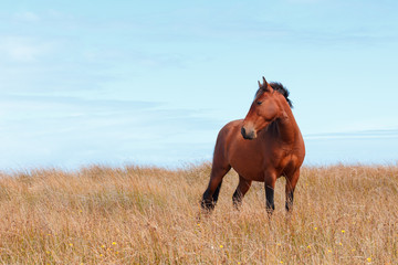 Wild horse