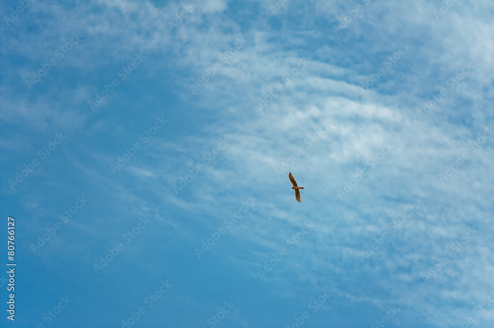 Wall mural bird flying in the sky