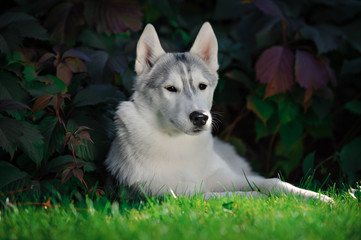 majestic portrait of grey black husky dog