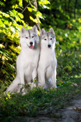 Obraz premium Two Siberian Huskies in autumn park