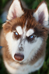 Husky portrait