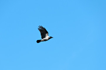 Bird flying in the sky