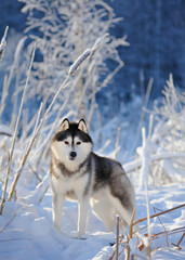 Siberian husky on the background of trees with snow © brusnikaphoto