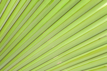 Obraz premium Green Palm leaves