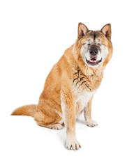 Blind Akita Dog Sitting