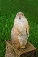 Black-tail Prairie Dog looking at the camera