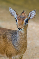 Kirk's dik-dik