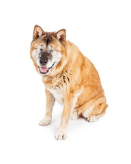 Happy Blind Akita Dog