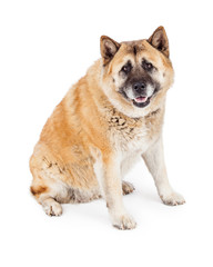 Happy Large Akita Dog Sitting