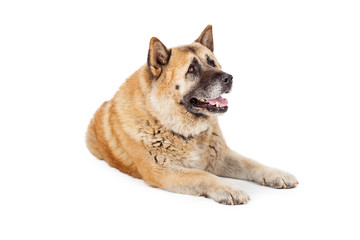 Large Akita Dog Laying Lookng to Side