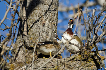 Pair of Wood Ducks Perched in a Tree