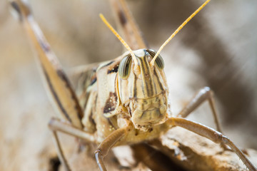 Close up of Big Grasshopper
