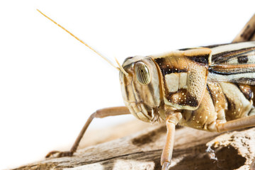 Big Grasshopper on white background