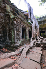 Fototapeta premium Ta Prohm temple with big tree and roots.
