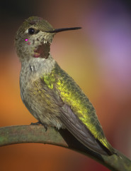 Anna's Hummingbird