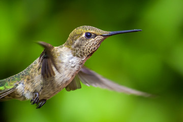 Anna's Hummingbird