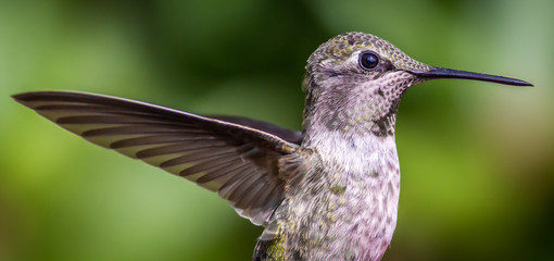Fototapeta na wymiar Anna's Hummingbird