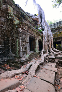 Ta Prohm temple with big tree and roots.