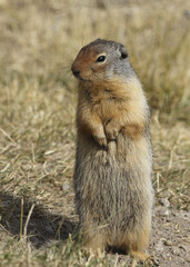 Naklejka na ściany i meble Columbian Ground Squirrel standing on its hind legs