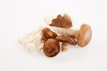 Mushroom on white background