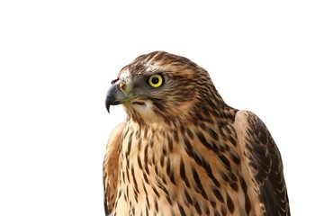 european sparrowhawk portrait over white