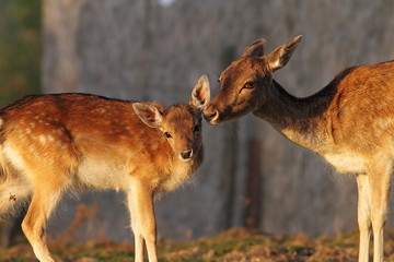 fallow deer doe and her baby