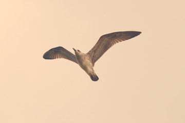 vintage style image of a gull