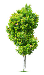 Fototapeta premium Ornamental tree