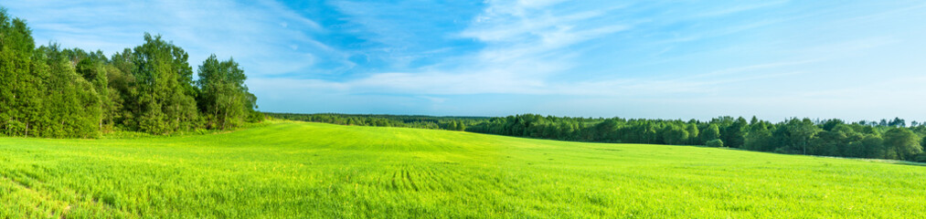 Obraz premium summer rural landscape a panorama with a field and the blue sky