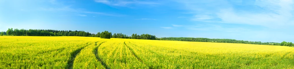 Poster summer rural landscape a panorama with a yellow field © yanikap