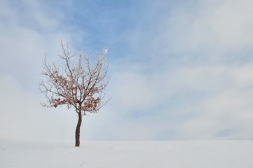 Single oak tree in winter with dried leaves on branches