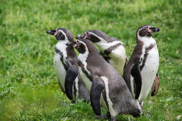 Obraz premium Pinguins