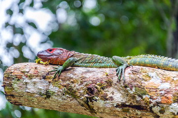 Red Headed Iguana