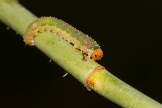 Larva of a sawfly "Allantus"  on a rose stem