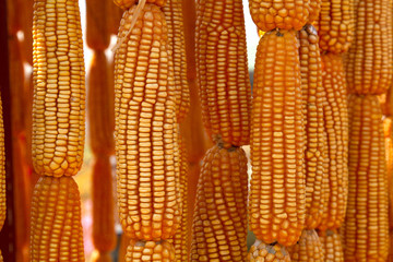 Fototapeta na wymiar Dried sweet yellow corn