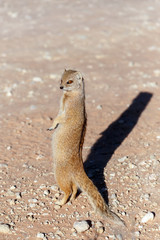 Yellow mongoose, Kalahari desert, South Africa