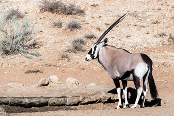 Gemsbok, Oryx gazella