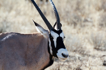 portrait of Gemsbok, Oryx gazella