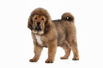 Dog. Tibetan mastiff puppy on white background