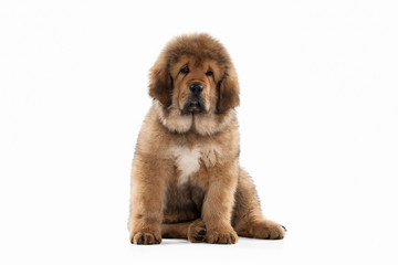 Dog. Tibetan mastiff puppy on white background