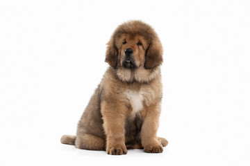Dog. Tibetan mastiff puppy on white background