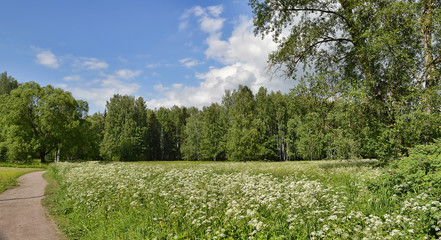 Летний пейзаж на лугу.