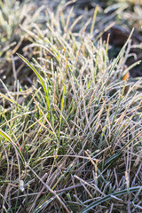 freezing grass in morning light