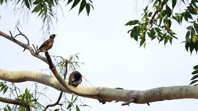 Common mynas birds are temporary resting on the tree