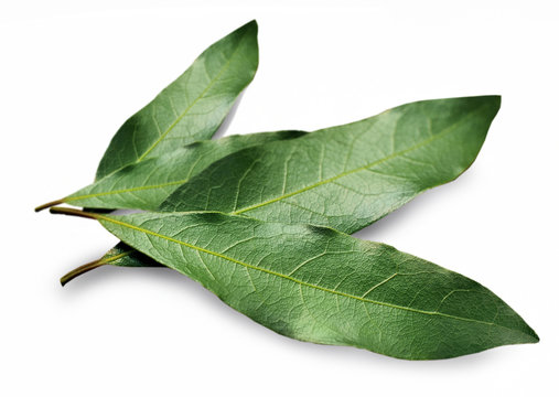 Lorbeerblatt