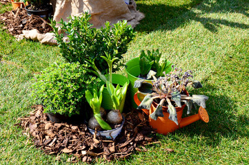 Topfpflanzen im Garten