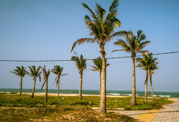 Fototapeta premium Palms against blue sky